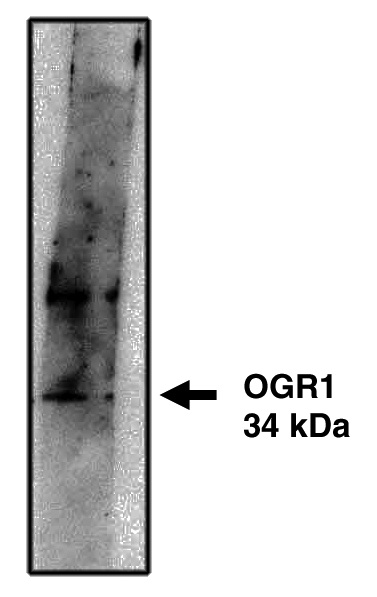 Western blot analysis using OGR1 antibody on cells transfected with OGR1 protein at 10 µg/ml.  Blot developed using Pierce’s SuperSignal West Femto Maximum Sensitvity Substrate.
